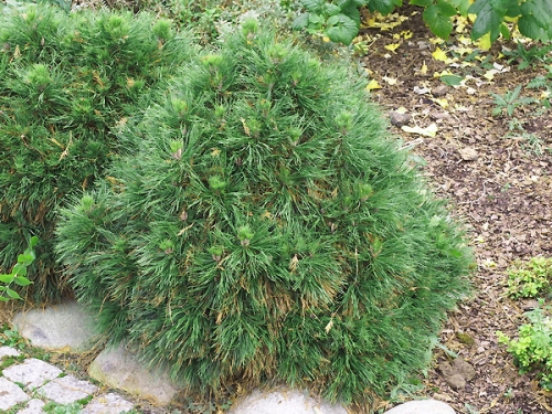 Pinus mugo 'Varella'